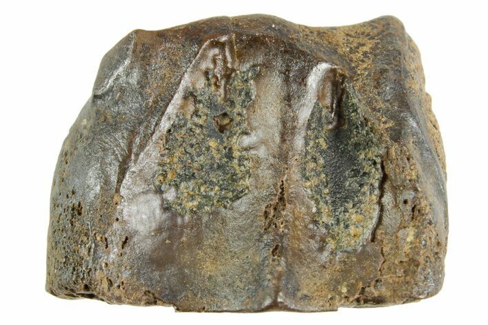 Fossil Triceratops Shed Tooth - Wyoming #364376